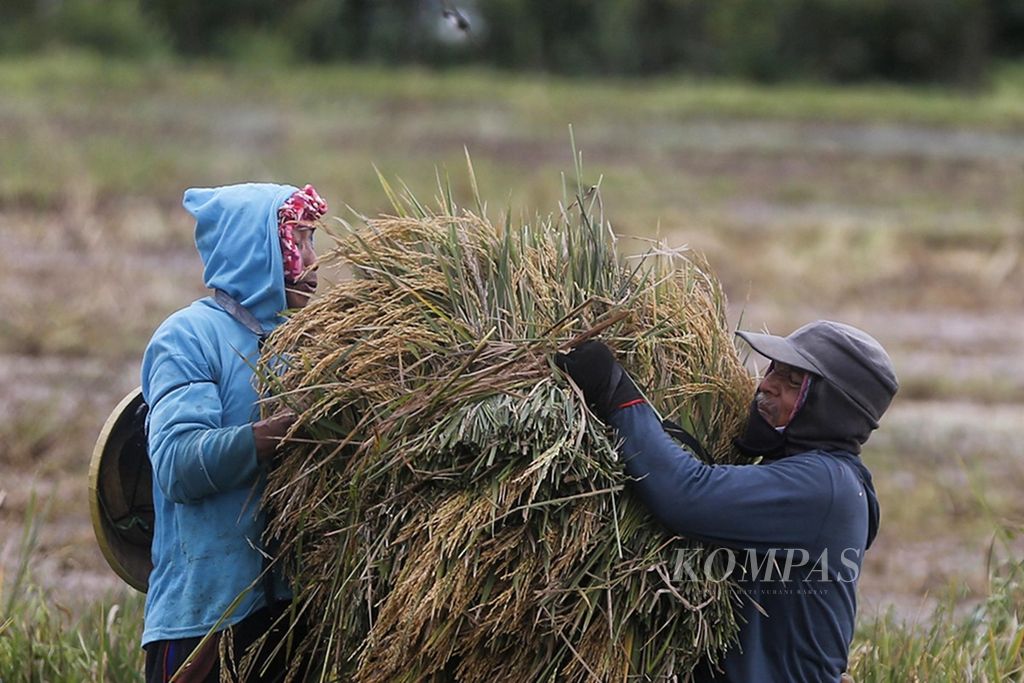 Buruh borongan asal Ngawi sedang memanen padi di Desa Pelem Gadung, Karangmalang, Sragen, Jawa Tengah, pada musim panen raya yang pertama, Rabu (1/3/2023). Harga gabah kering panen di tingkat petani Sragen dalam dua pekan terakhir ini anjlok dari Rp 5.900 per kilogram (kg) menjadi Rp 4.200 per kg. 