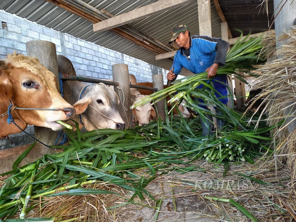 Seorang pekerja memberikan rumput untuk pakan sapi di tempat penjualan sapi di Desa Segoroyoso, Kecamatan Pleret, Kabupaten Bantul, Daerah Istimewa Yogyakarta, Selasa (14/6/2022). Sejumlah sapi di tempat tersebut menunjukkan gejala penyakit mulut dan kuku. Namun, setelah diberikan obat dan ramuan jamu tradisional, sebagian besar sapi di tempat itu sembuh.