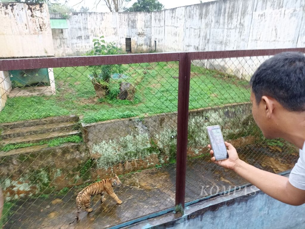 Pengunjung memotret harimau sumatera di Kebun Binatang Medan, Sumatera Utara, Senin (8/1/2024). Dua harimau sumatera dan dua harimau benggala mati dalam tiga bulan terakhir akibat krisis keuangan yang melanda lembaga konservasi itu.