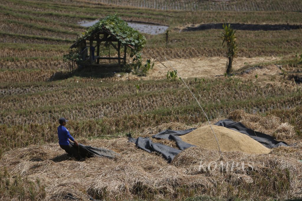 Petani menggelar terpal untuk menjemur gabah hasil panenen di lahan persawahan di kawasan Sindangwangi, Majalengka, Jawa barat, Jumat (18/8/2023). Bulog telah memitigasi potensi penurunan produksi beras pada semester II-2023 dengan menyerap gabah/beras hasil panen petani sebanyak- banyaknya.