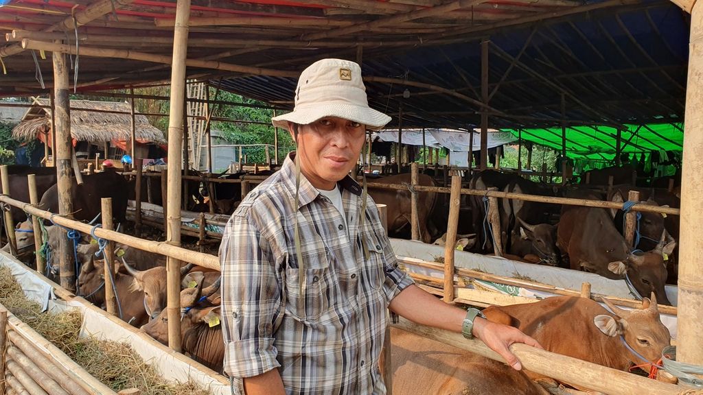 The sacrificial animal trader from Bima, West Nusa Tenggara, Anton (40), was met at the sacrificial animal sales booth on Pangeran Antasari Street, Cilandak, South Jakarta, on Sunday (11/6/2023).
