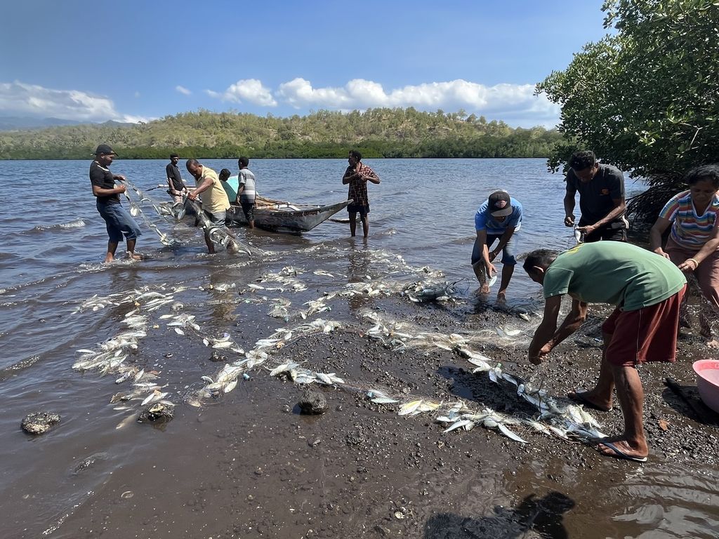 Setelah ditutup selama enam bulan dari aktivitas penangkapan ikan, Teluk Waienga berlimpah ikan. Sekali tebar jaring bisa mendapat ikan pelagis hingga ratusan kilogram seperti terlihat pada Kamis (18/7/2024). 