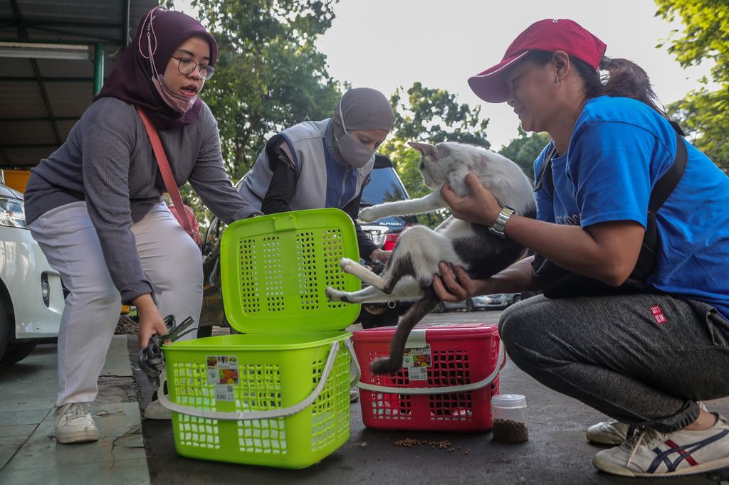 Anggota komunitas Let's Adopt Indonesia menangkap kucing di kawasan Masjid Cut Meutia, Jakarta, Sabtu (8/7/2023).