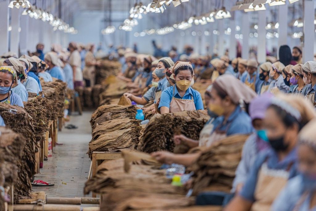 Pekerja yang didominasi perempuan di industri tembakau yang dikembangkan PT Perkebunan Nusantara (PTPN) I Regional 4 di Jember, Jawa Timur, Jumat (8/11/2024).