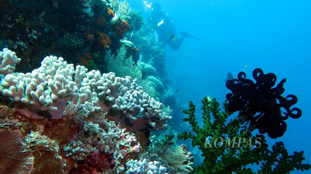 Penyelam mengidentifikasi kondisi beserta kelimpahan karang dan ikan pada sekitar Pulau Hatta di Banda Naira, Maluku Tengah, Selasa (5/11/2019). Kondisi karang di Pulau Hatta sebagai kontrol atau pembanding dari kondisi pada perairan di Taman Wisata Perairan Laut Banda Naira serta Kawasan Konservasi Perairan Ay dan Rhun.