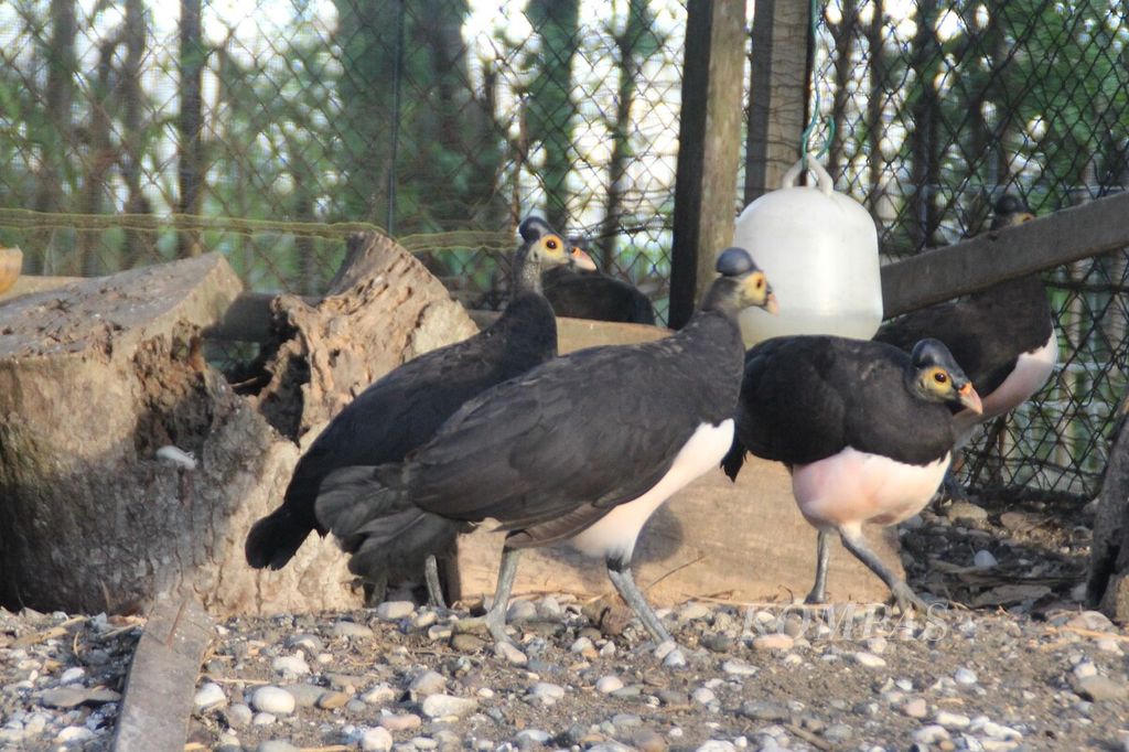 The maleo bird is an example of an animal that adheres to monogamy.
