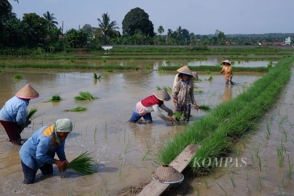 Sejumlah perempuan petani menanam padi di Desa Karang Raja, Kecamatan Muara Enim, Kabupaten Muara Enim, Sumatera Selatan, Jumat (1/3/2024). Sawah tersebut memanfaatkan pembangkit listrik tenaga surya (PLTS) yang menghasilkan listrik menggerakkan pompa air untuk keperluan irigasi.
