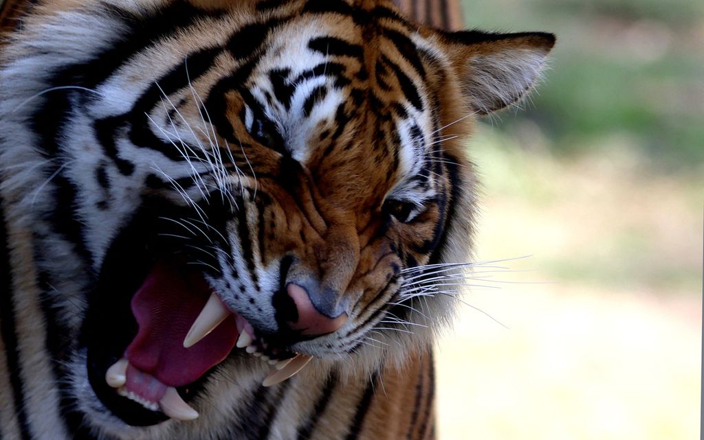 Hairimau Bengal (<i>Panthera tigris tigris</i>) di Kebun Binatang Guadalajara, Guadalajara, Meksiko, 3 Februari 2023. 