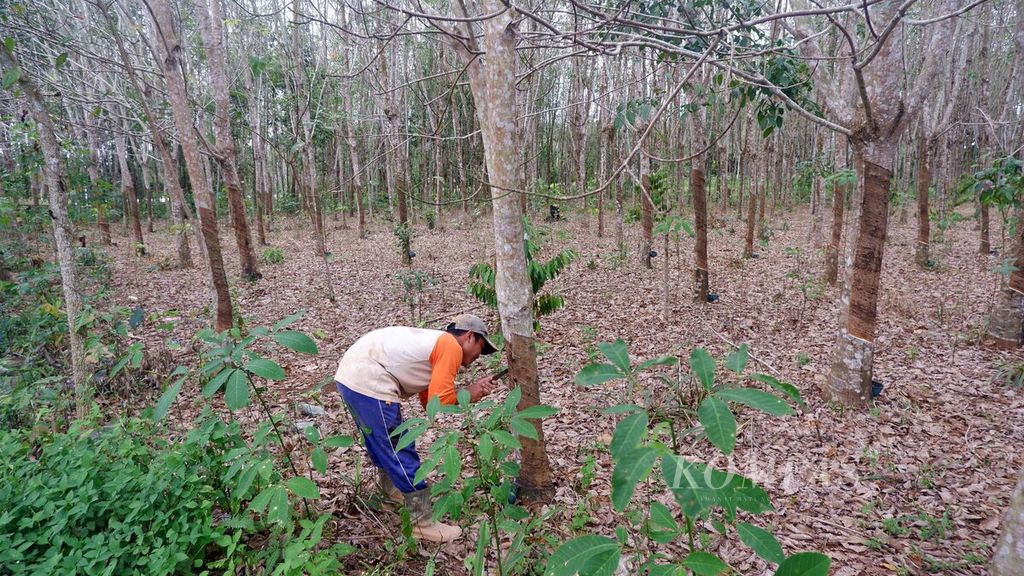 Petani menyadap karet di kebunnya di Desa Kiram, Kecamatan Karang Intan, Kabupaten Banjar, Kalimantan Selatan, Sabtu (4/2/2023). Harga karet pada tingkat petani di daerah tersebut masih bertahan Rp 7.500 per kilogram sejak akhir tahun 2022.
