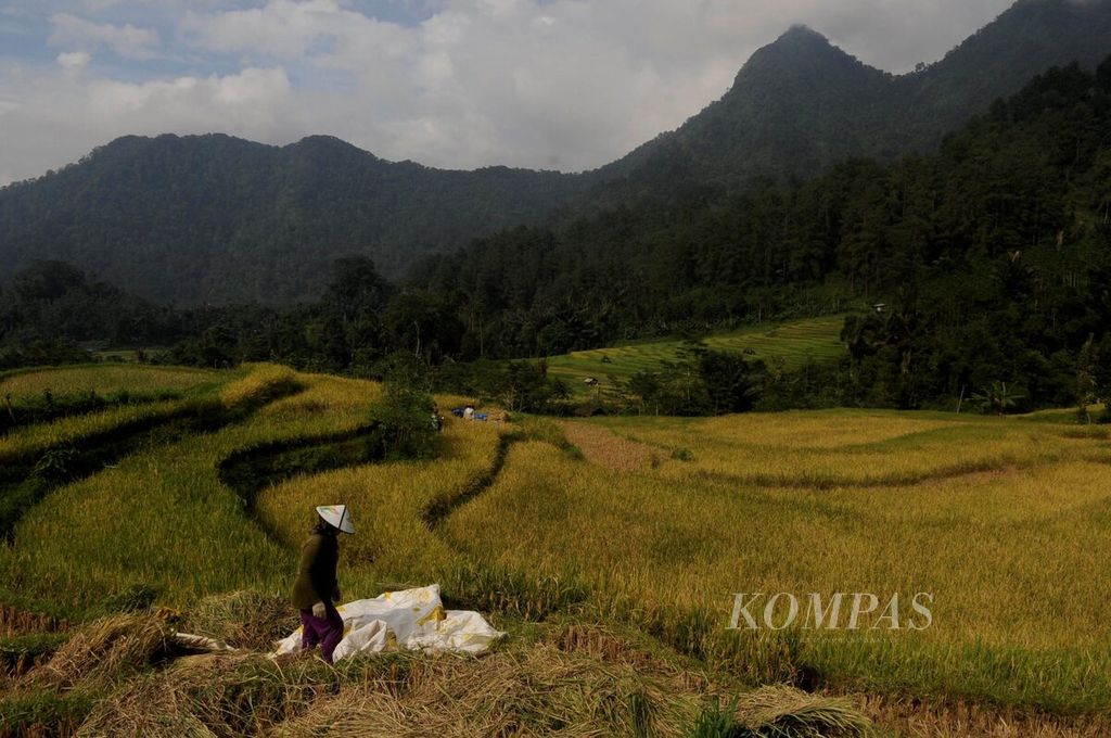 Warga memanen padi di Desa Yosorejo, Kecamatan Petungkriyono, Kabupaten Pekalongan, Jawa Tengah, Rabu (21/12/2016). Hasil panen tersebut tidak dijual hanya untuk memenuhi kebutuhan mereka sehari-hari karena kepemilikan lahan sawah yang tidak luas di sekitar hutan.