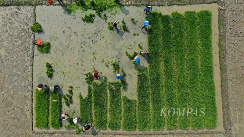 Foto udara buruh tani mencabuti bibit padi yang berumur 15 hari untuk dipindahkan ke lahan pertanaman di Desa Sukamaju, Kecamatan Tambelang, Kabupaten Bekasi, Jawa Barat, Rabu (24/8/2022). Petani mengeluhkan mahalnya harga pupuk pada awal Agustus 2022. 