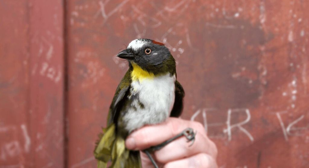 Burung lonceng (<i>Aleadryas rufinucha</i>), salah satu burung beracun yang ditemukan di Papua Niugini.