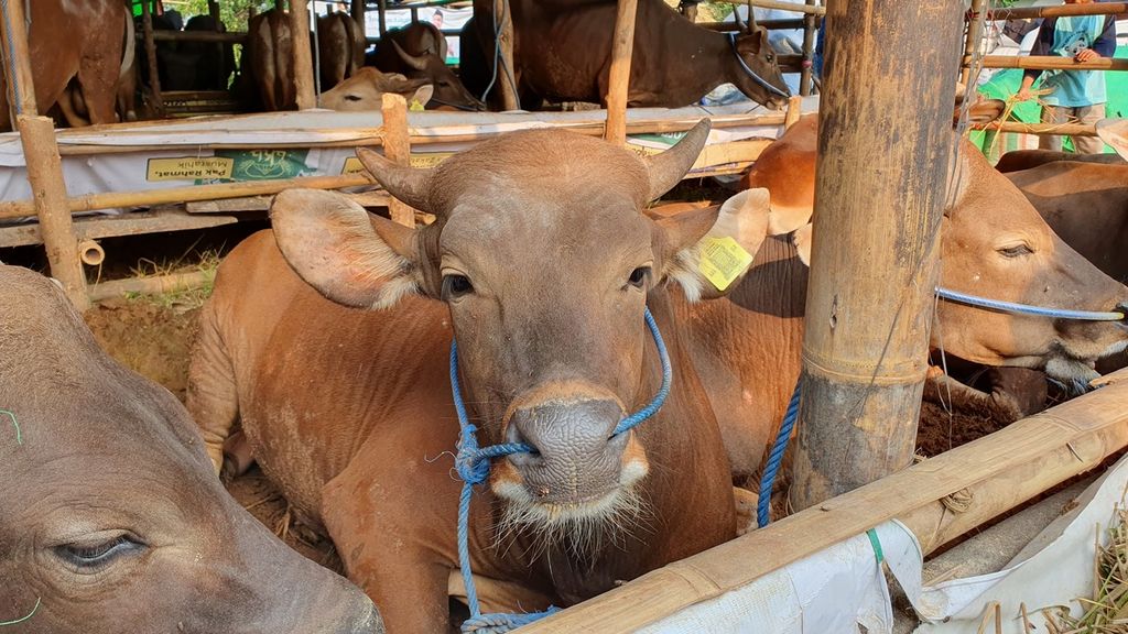 Sejumlah sapi milik pedagang hewan qurban asal Bima, Nusa Tenggara Barat, Anton (40) ditempat di lapak penjualan hewan qurban di Jalan Pangeran Antasari, Cilandak, Jakarta Selatan, Minggu (11/6/2023).  