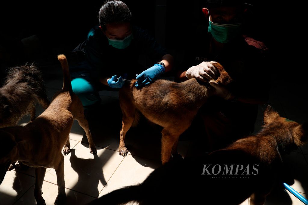  Anjing mendapatkan perawatan dengan pengobatan serta pemberian vitamin di Animal Hope Shelter, Kota Semarang, Jawa Tengah, Selasa (9/1/2024). 