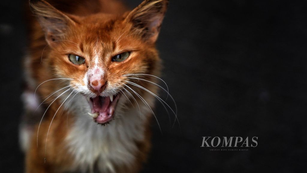 Seekor kucing liar yang gigi bawahnya hilang dan menyisakan satu taring di Pasar Bogor, Kota Bogor, Jawa Barat, awal Agustus 2021. 
