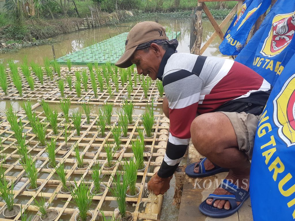 Seorang petani menanam padi apung di Kelurahan Talang Putri, Kecamatan Plaju, Palembang Sumatera Selatan, Rabu (12/10/2022). Padi apung menjadi siasat petani setempat untuk bisa meningkatkan produktivitas padi di sawah pasang surut.