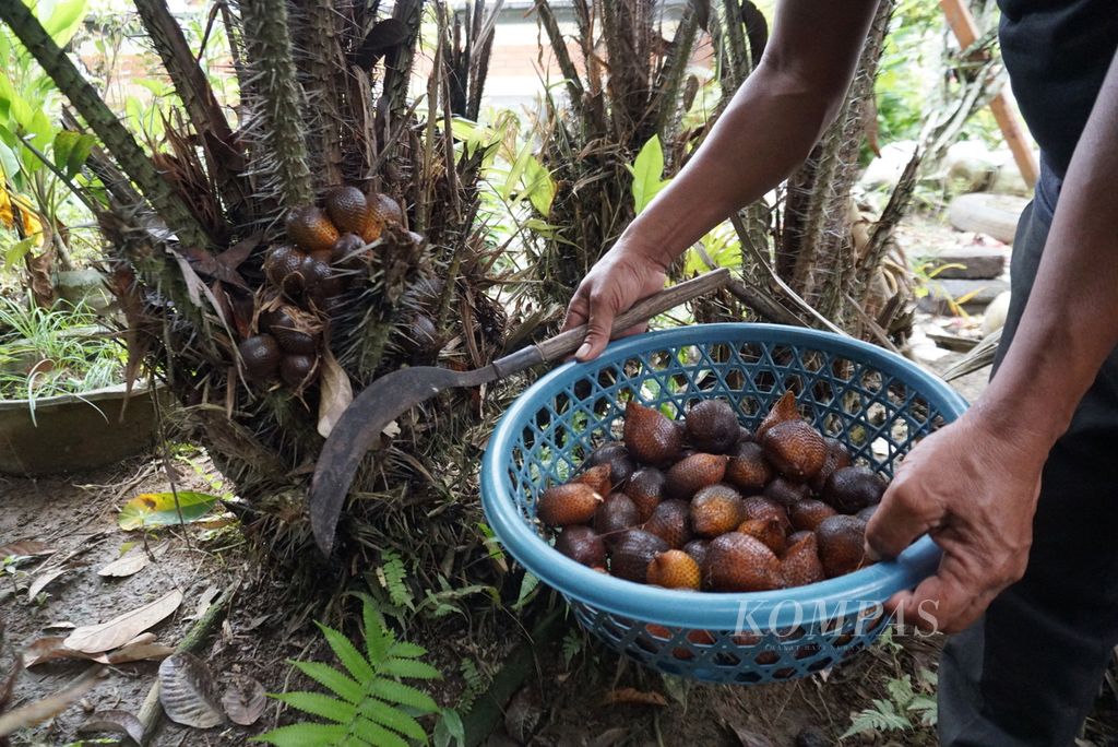 I Nengah Candra Wedha (53) menampung buah salak dari pohon di pekarangan rumahnya, di Desa Werdhi Agung Selatan, Selasa (19/7/2022).