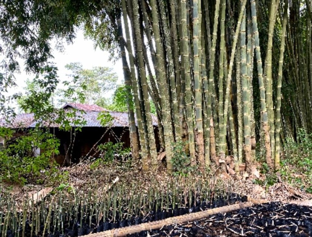 Pembibitan yang dilakukan November 2020 di samping rumpun bambu induk. Dokumen Yayasan Bambu Lestari.