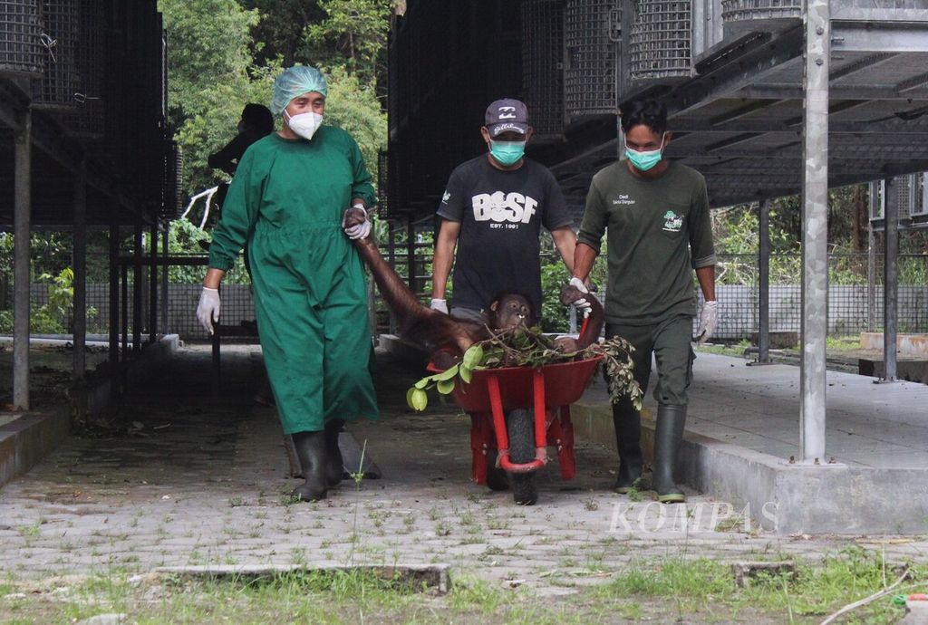 Dokter dan petugas dari Yayasan Borneo Orangutan Survival (BOS) mengangkut orangutan yang bakal dilepasliarkan ke habitat baru mereka di TNBBBR, Kalimantan Tengah, Rabu (14/6/2023). Setidaknya 10 orangutan bakal dilepasliarkan di rumah barunya.