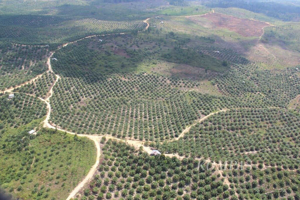 Areal Taman Nasional Tesso Nilo (TNTN) di Riau sudah berubah menjadi hamparan kebun kelapa sawit, Juni 2019. Perambahan masif setelah pemerintah memberikan izin kepada PT RAPP membuka jalan poros produksi yang membelah TNTN. Data Jaringan Kerja Penyelamat Hutan Riau (Jikalahari) pada 2016 menyebutkan, 75 persen areal TNTN dari total luas 83.000 hektar sudah dirambah. 