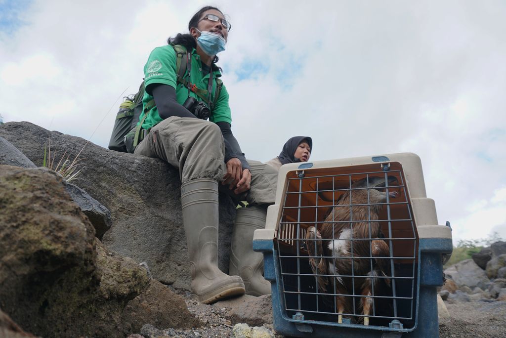 Tim Pusat Penyelamatan Satwa (PPS) Tasikoki dalam perjalanan hendak melepasliarkan 4 elang paria (<i>Milvus migrans</i>) di Cagar Alam Gunung Lokon, Tomohon, Sulawesi Utara, Selasa (3/8/2021).