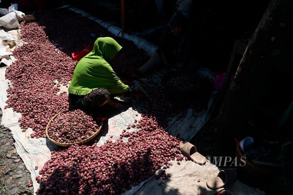 Pekerja memilah bawang merah sesuai ukuran dan kualitasnya sebelum dijual ke pasar di Kecamatan Larangan, Kebupatan Brebes, Jawa Tengah, Jumat (12/5/2023).