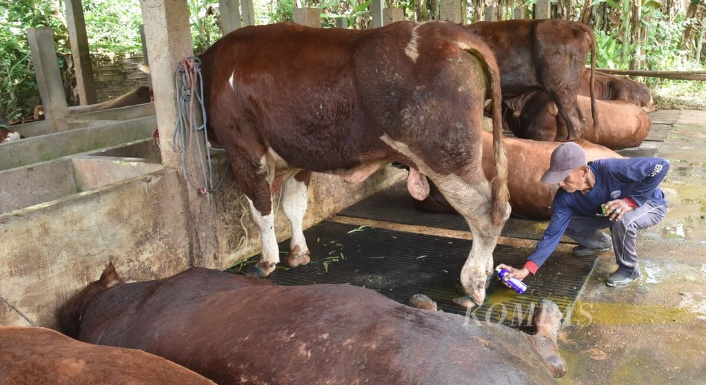 Winarto menyemprotkan cairan ke kuku sapi yang terjangkit penyakit mulut dan kuku di Desa Sembung, Kecamatan Wringinanom, Kabupaten Gresik, Jawa Timur, Rabu (11/5/2022).