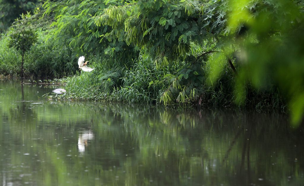 Burung kerak basi beterbangan di Danau Hutan Kota Kemayoran, Jakarta Pusat, Jumat (10/1/2020).