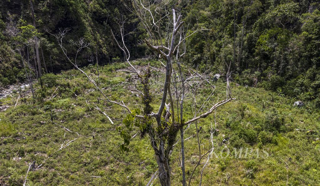 Perambahan hutan di cagar alam Pegunungan Cycloop masih marak terjadi seperti terlihat di sekitar mata air Kampwolker, Distrik Heram, Kota Jayapura, Papua, Jumat (26/11/2021). 