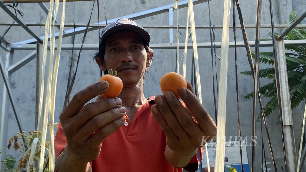 Ragil Budi Prasetyo (48), Ketua Kelompok Tani Tambakrejo, Kecamatan Gayamsari, Kota Semarang, Jawa Tengah, menunjukkan hasil panen tomat di Kebun Pancasila Kelurahan Tambakrejo, Jumat (25/8/2023). 