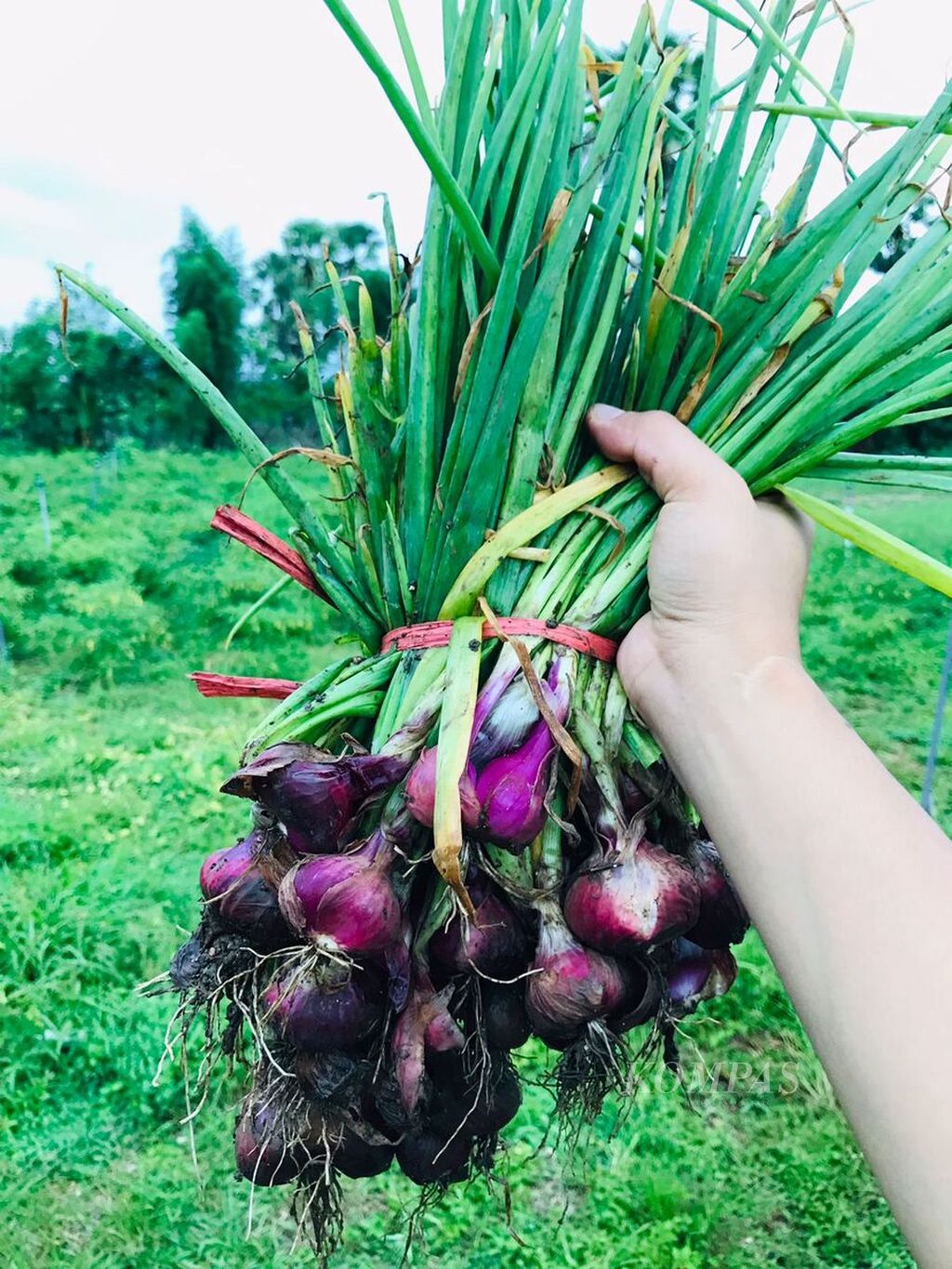 Bawang merah hasil panen di lahan pertanian milik Wilem Foni (59) di Kabupaten Kupang, Minggu (21/8/2022). Semua jenis tanaman di lahan itu semata-mata menggunakan pupuk organik.