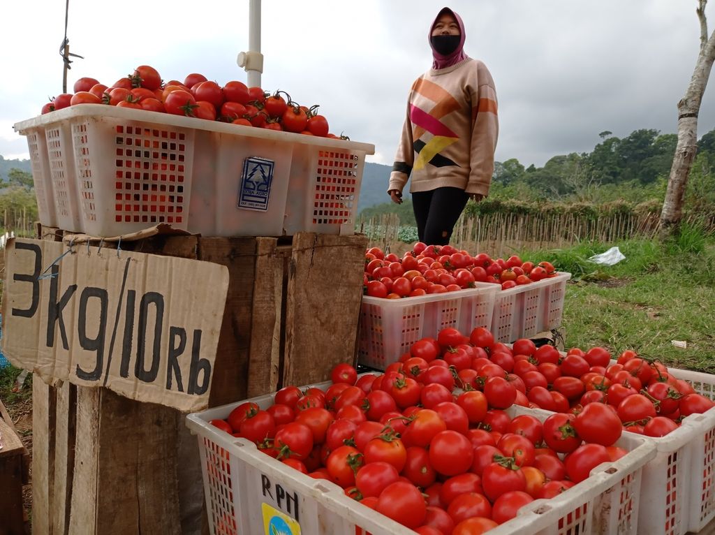 Tomato farmers in Sumberbrantas Village, Batu City, sell tomatoes at low prices after being unable to send the agricultural products to Surabaya due to the Covid-19 pandemic.
