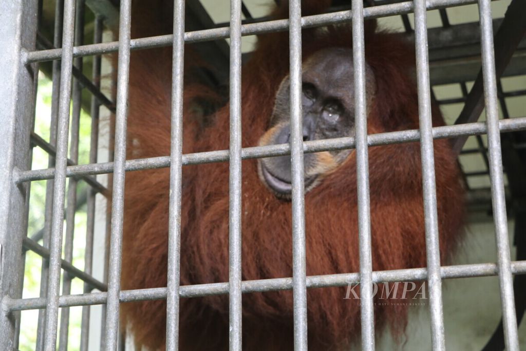 Orangutan bernama Hope dirawat di Stasiun Karantina dan Rehabilitasi Orangutan Batu Mbelin yang dikelola Yayasan Ekosistem Lestari-Program Konservasi Orangutan Sumatera (YEL-SOCP) di Kecamatan Sibolangit, Kabupaten Deli Serdang, Sumatera Utara, Kamis (11/7/2019). 