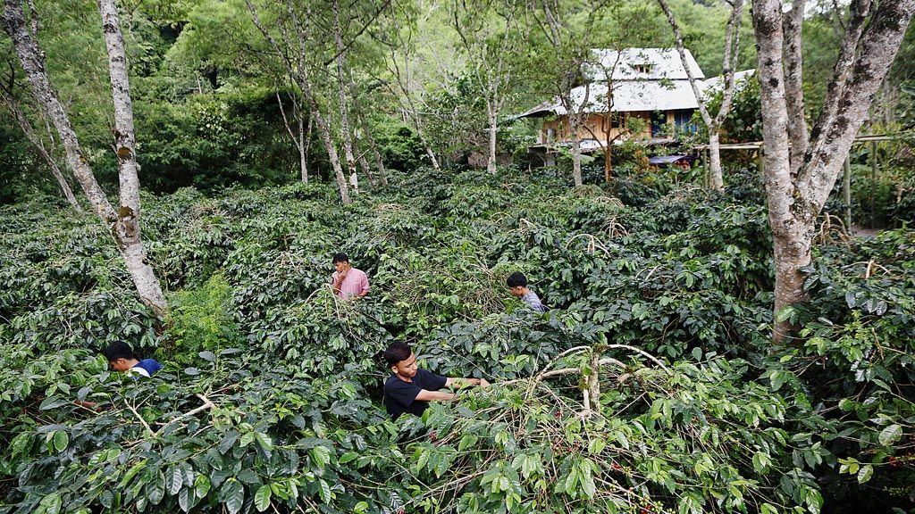 Pengunjung belajar memanen buah kopi di Seladang Kafe yang berada di jalan Bireun-Takengon kilometer 86 tepatnya di Desa Jamur Ujung, Kecamatan Wih Pesam, Kabupaten Bener Meriah, Nanggroe Aceh Darussalam, Selasa (19/12). 