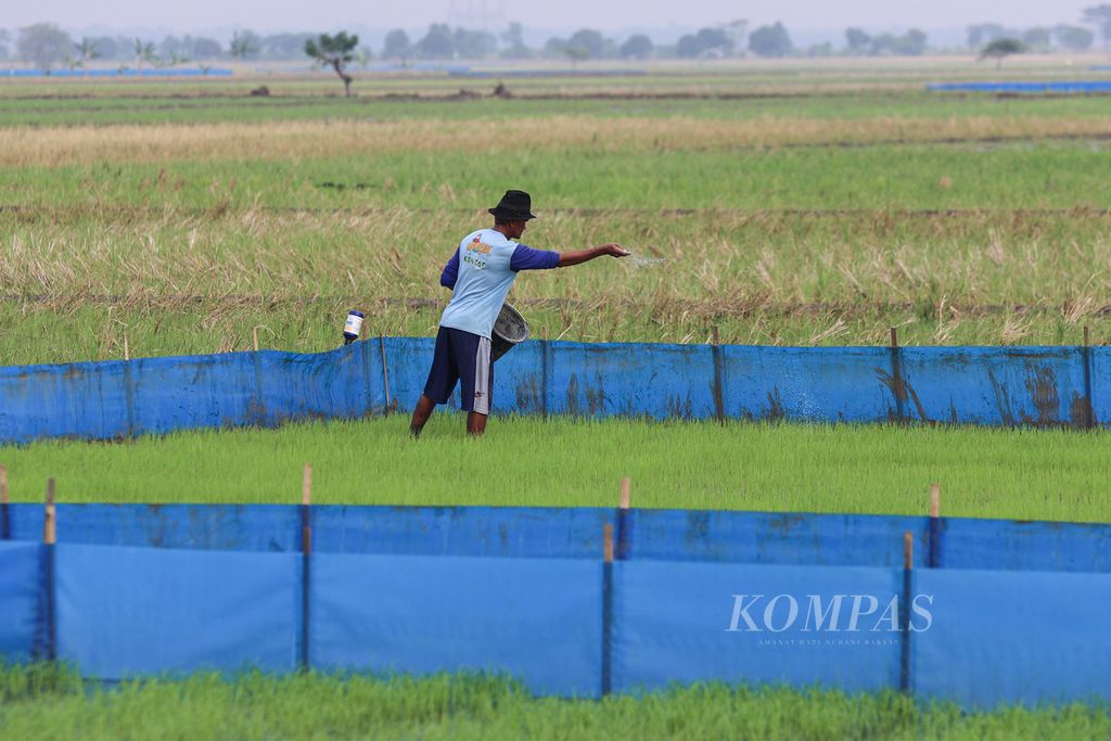 Petani memberi pupuk urea pada bibit yang dipersiapan untuk menghadapi musim tanam kedua di Desa Kalensari, Kecamatan Widasari, Kabupaten Indramayu, Jawa Barat, Selasa (11/6/2024). Ketersediaan pupuk masih menjadi kendala yang dikeluhkan petani.