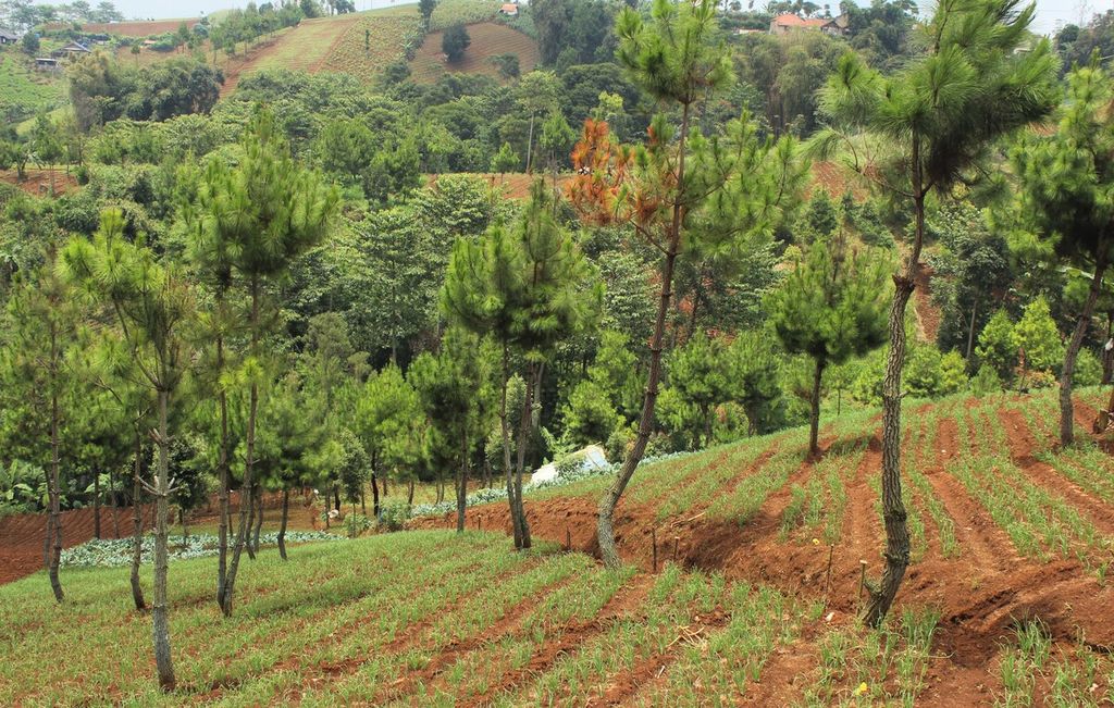 Kondisi kebun bawang yang juga ditanami pohon pinus di perbukitan Cimenyan, Kabupaten Bandung, Jawa Barat, Senin (8/11/2021). Penanaman pohon di kebun sayur menjadi salah satu upaya memulihkan lahan kritis di kawasan Bandung Utara tersebut. 