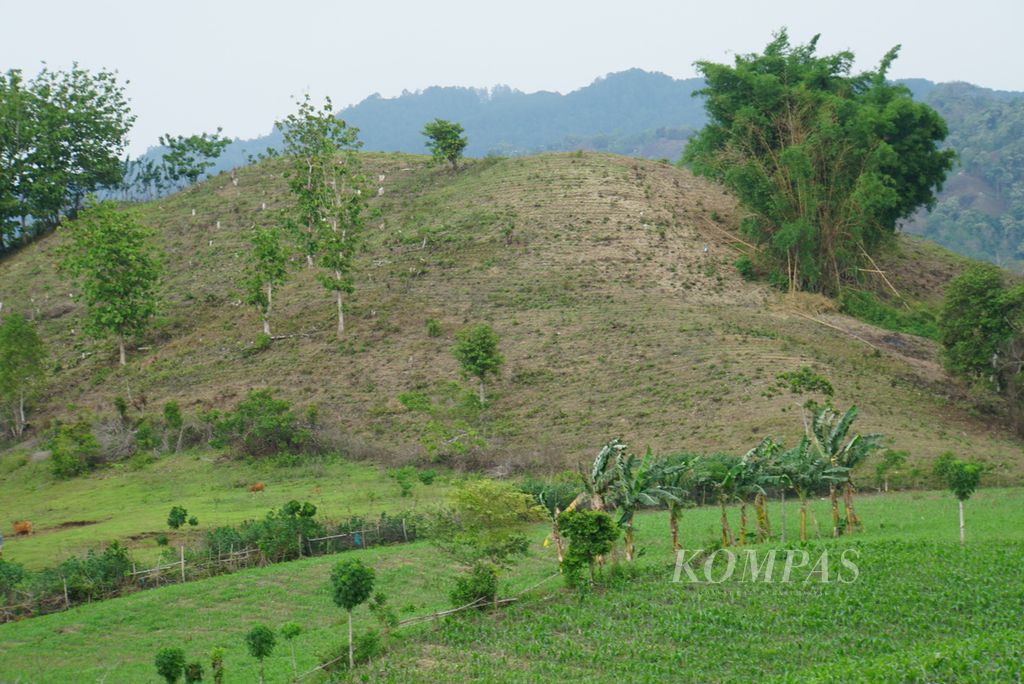 Sebuah bukit di tepi Jalan Lingkar Luar Gorontalo, Kabupaten Gorontalo, Provinsi Gorontalo, tampak gundul setelah ditanami jagung, Kamis (30/11/2023). Sekitar 400.000 hektar atau sepertiga daratan Provinsi Gorontalo ditanami jagung, termasuk di lahan-lahan dengan kemiringan lebih dari 15 persen.