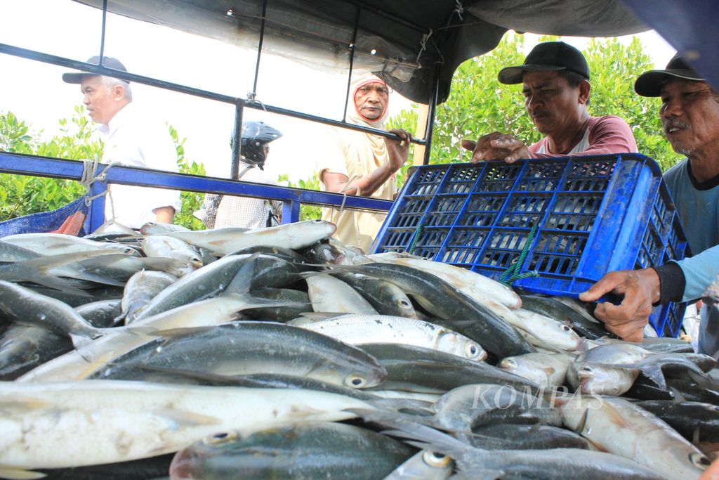 Ikan bandeng di Desa Ambulu, Kecamatan Losari, Kabupaten Cirebon, Jawa Barat, dijual ke bakul dengan harga Rp 21.000 per kilogram. 