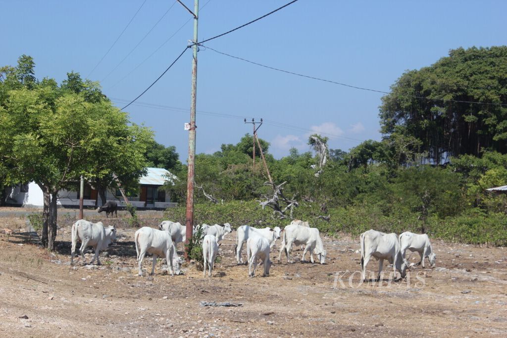 Guna memenuhi kebutuhan daging pada hari Lebaran, NTT mengirim 1.650 ekor ternak. Jumlah 1.650 ekor ternak ini diangkut dengan kapal ternak, Cemara Nusantara 1-3, milik pemerintah. Bianya pengangkutan ternak ini sekitar Rp 1 juta per ekor ternak.