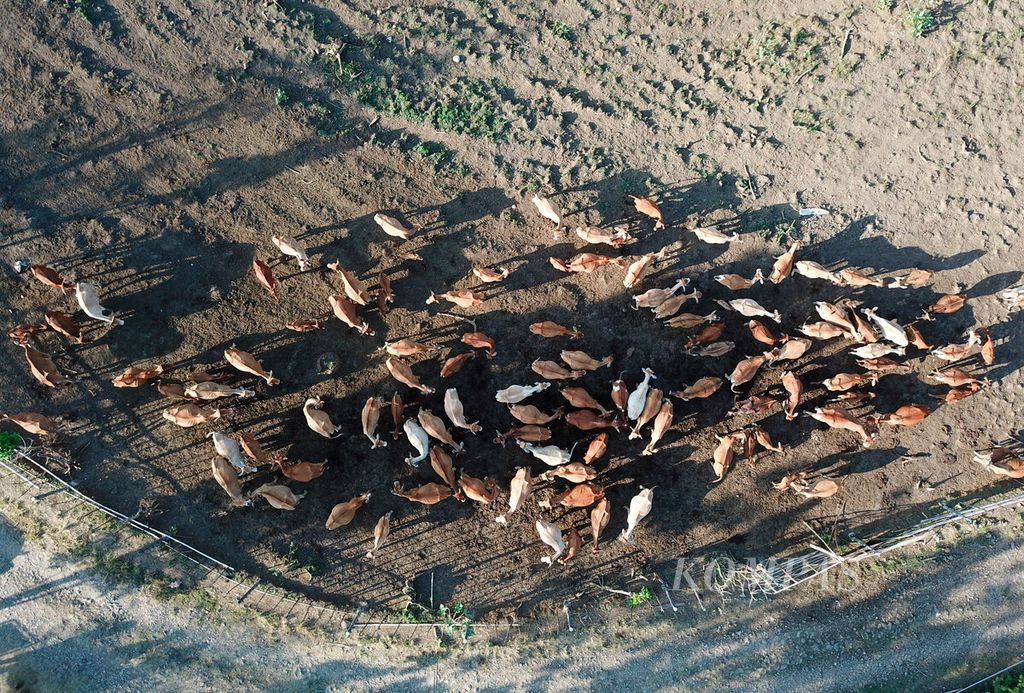 Kawanan sapi jabres berada di area kandang setelah dilepaskan untuk mencari makan sekitar ladang penggembalaan di Dusun Maribaya, Desa Kalinusu, Kecamatan Bumiayu, Kabupaten Brebes, Jawa Tengah, Rabu (31/5/2023). 