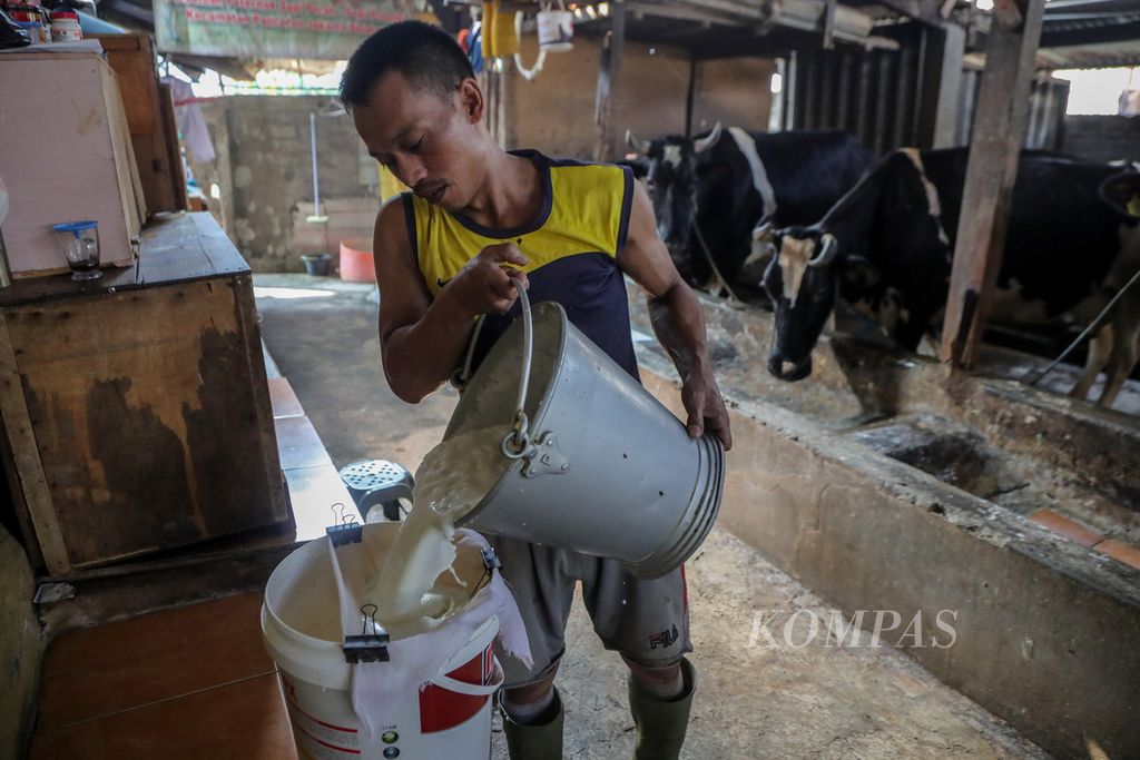 Pekerja di peternakan sapi perah, Jamal, menuangkan susu ke dalam ember untuk disaring sebelum dijual di salah satu peternakan sapi perah di kawasan Pengadegan Utara, Pancoran, Jakarta Selatan, Jumat (21/7/2023).