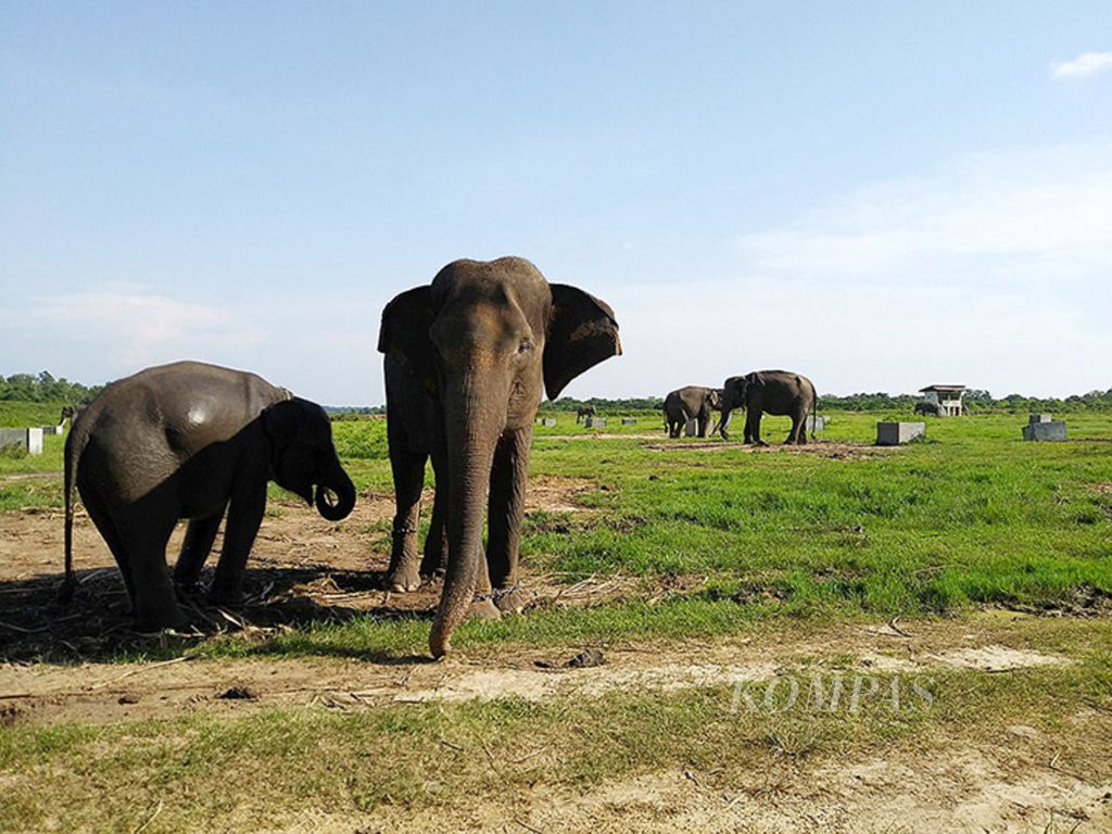 Suasana kandang gajah di Way Kambas pada sore hari.