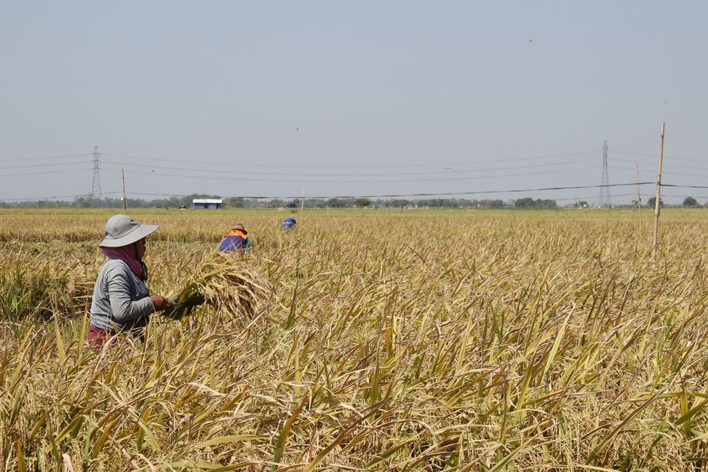 Petani Desa Kalensari, Kecamatan Widasari, Indramayu, Jawa Barat, memanen padi varietas IF 16, Senin (19/8/2019). Varietas ini merupakan pengembangan dari Asosiasi Bank Benih dan Teknologi Tani (AB2TI) dengan potensi panen lebih dari 12 ton.