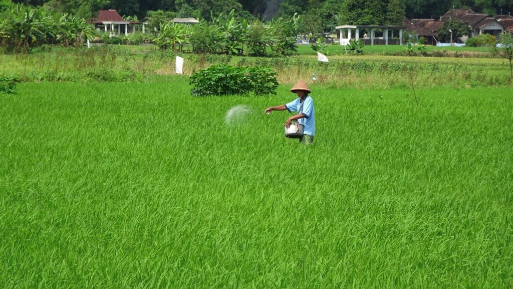 Petani memupuk tanaman padi di Desa Duwet, Kecamatan Wonosari, Kabupaten Klaten, Jawa Tengah, Senin (24/2/2020).