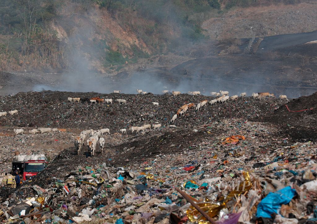 Kawanan ternak sapi berjalan melintasi tumpukan sampah yang sebagian masih terbakar dalam beberapa hari ini di TPA Jatibarang, Kota Semarang, Jawa Tengah, Senin (9/10/2023). 