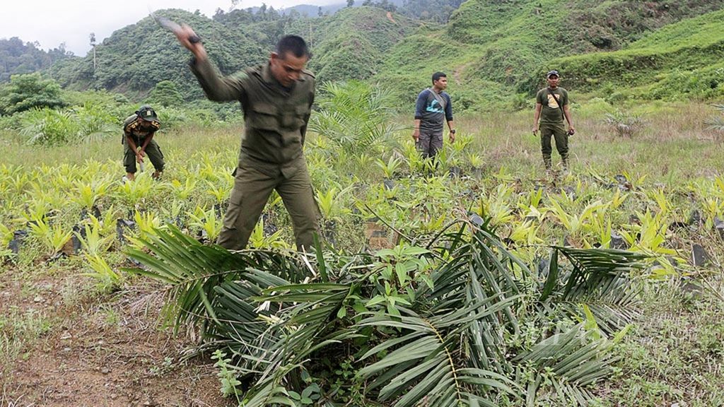 Polisi hutan menebang pohon kelapa sawit yang ditanam di kawasan hutan dengan latar hutan lindung yang gundul di Desa Kaloy, Tamiang Hulu, Aceh Tamiang, Aceh, Selasa (28/2). Sepanjang 2009-2017, sekitar 3.000 hektar hutan Aceh Tamiang, baik hutan produksi maupun hutan lindung, dirambah dan sekitar 1.200 hektar telah dipulihkan. 