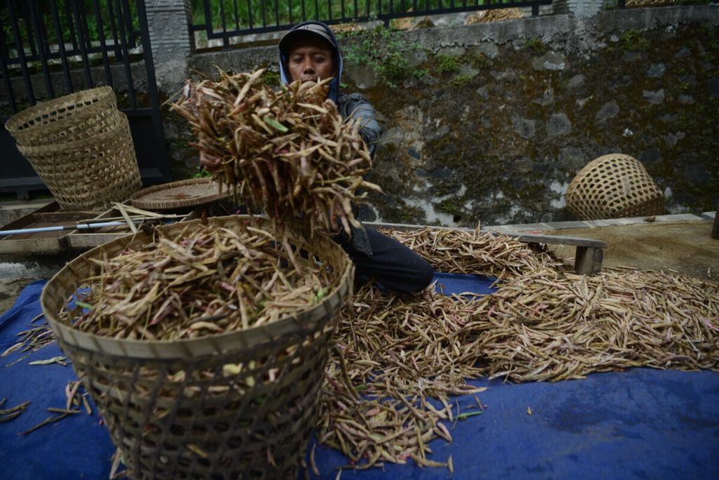 Petani menjemur kacang senerek hasil panen di Desa Citrosono, Grabag, Magelang, Jawa Tengah, Selasa (21/7/2020). Kacang dengan masa tanam sekitar 65 hari tersebut dijual ke tengkulak dengan harga berkisar Rp 15.000 per Kilogram. Kacang-kacangan merupakan salah satu sumber pangan yang mengandung magnesium.