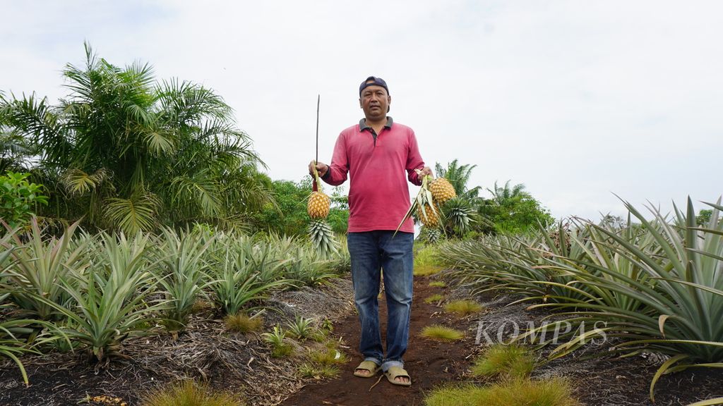 Seorang petani di Desa Penyengat, Kabupaten Siak, Riau, Selasa (14/3/2023), sedang memanen nanas yang ditanam di lahan gambut. 