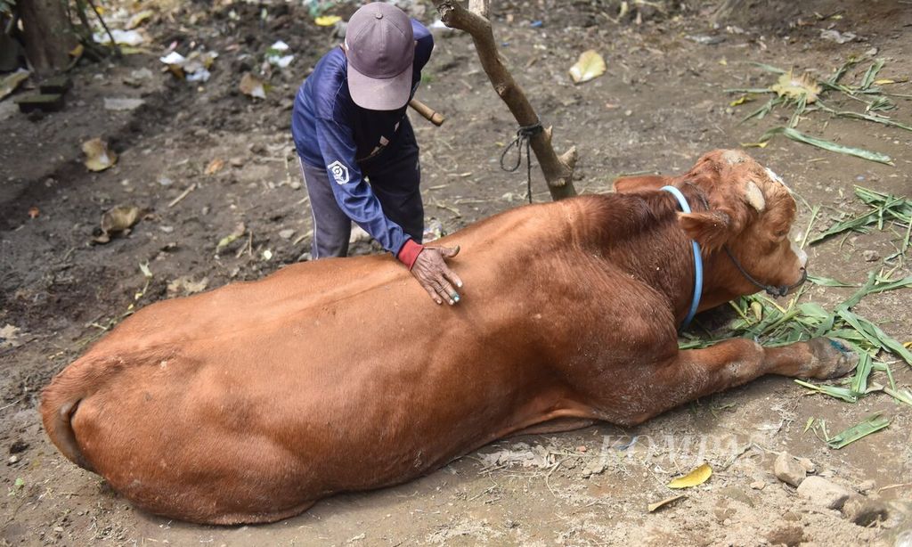 Peternak mengusap sapinya yang kesulitan berdiri setelah terjangkit penyakit mulut dan kaki di Desa Sembung, Kecamatan Wringinanom, Kabupaten Gresik, Jawa Timur, Rabu (11/5/2022). 