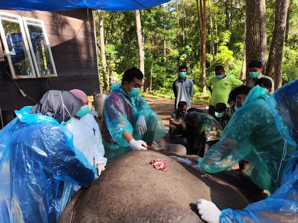 Petugas memeriksa Dwiki (43), gajah Sumatera jinak yang mati, di Kamp Konservasi Gajah Aek Nauli (Aek Nauli Elephant Conservation Camp/ANECC) di Kabupaten Simalungun, Februari 2023. 